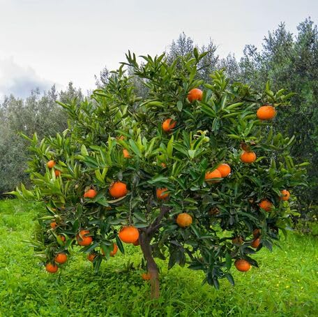 Orange Tree - Heirloom, Non - Gmo Seeds