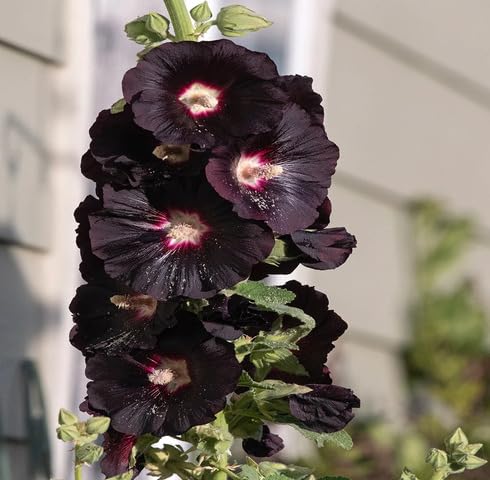 Black Hollyhock Flower - Heirloom, Non - Gmo Seeds