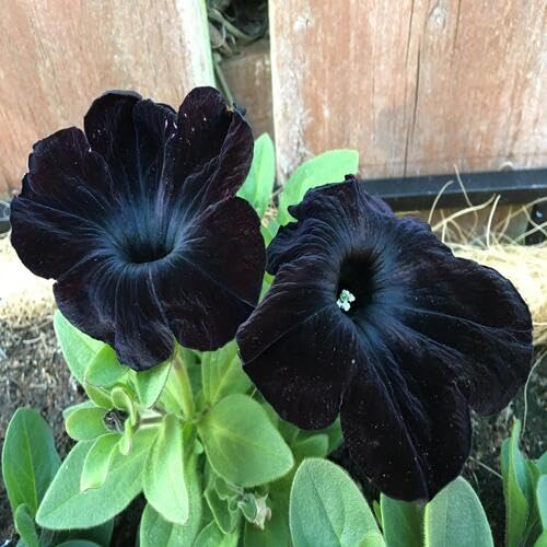 Black Petunia Flower