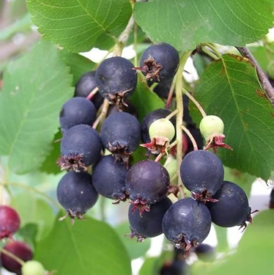 Black Hawthorn Fruit Tree Seeds (Crataegus pentagyna) for Planting-Heirloom & Non-GMO Seeds for planting