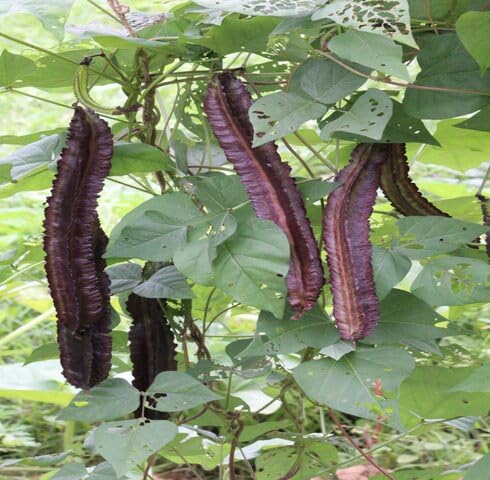 Purple Winged Bean - Heirloom, Non - Gmo Seeds