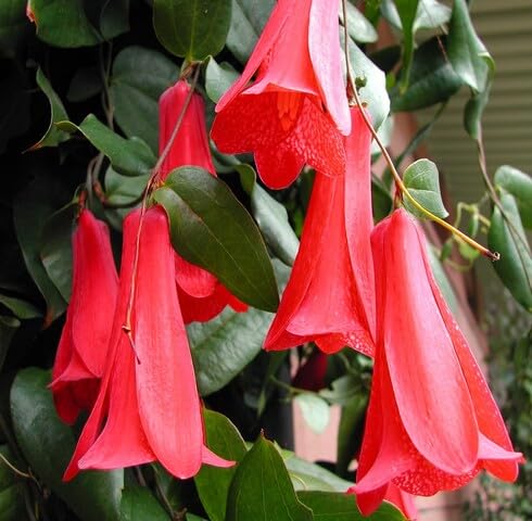 Red Lapageria Flower