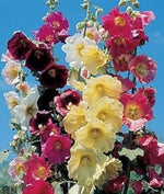 Organic Mixed Danish Hollyhock Flower Seeds for Planting – Heirloom, Non-GMO seeds for planting in home garden