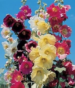 Organic Mixed Danish Hollyhock Flower Seeds for Planting – Heirloom, Non-GMO seeds for planting in home garden