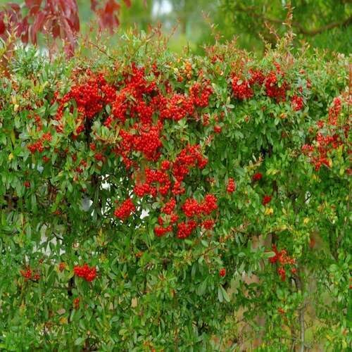 Red Pyracantha Tree - Heirloom, Non - Gmo Seeds