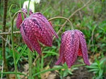 Pink Fritillaria Flower Seeds for Planting – NON GMO Seeds for planting in home garden