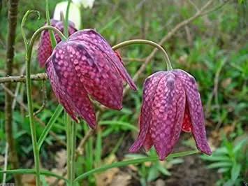 Pink Fritillaria Flower Seeds for Planting – NON GMO Seeds for planting in home garden
