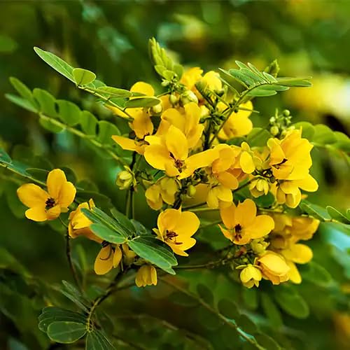 Yellow Cassia Flower - Heirloom, Non - Gmo Seeds