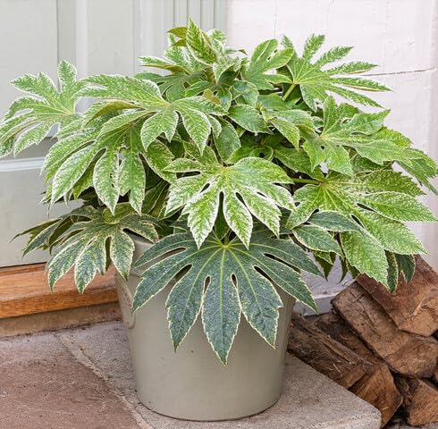 Green Fatsia Japonica - Heirloom, Non - Gmo Seeds