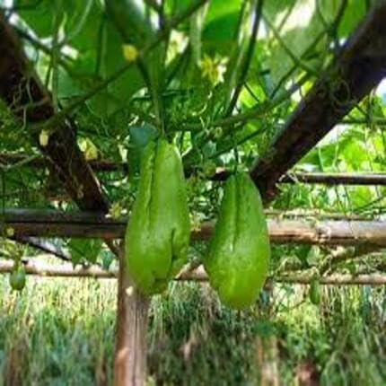 Green Chayote - Heirloom, Non - Gmo Seeds