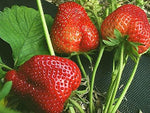 close-up of juicy, glossy strawberry fruits with seeds

