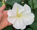 Moonflower – fragrant flower seeds for nighttime blooming