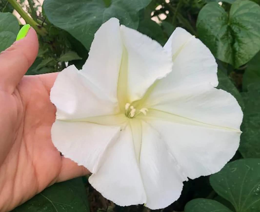 Moonflower – fragrant flower seeds for nighttime blooming