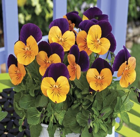 Yellow Purple Viola Flower - Heirloom, Non - Gmo Seeds