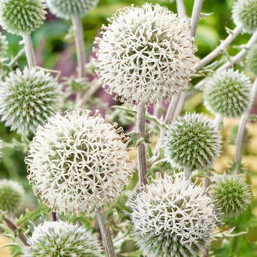 White Echinops Flower - Heirloom, Non - Gmo Seeds