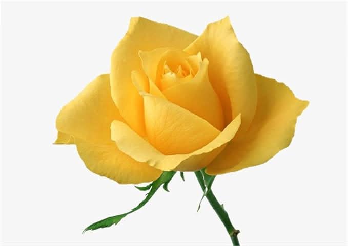 Rose Light Yellow Rose Flower Seeds light yellow