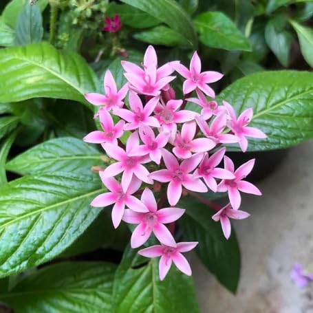 Pink Pentas Lanceolata Flower - Heirloom, Non - Gmo Seeds