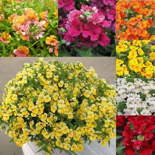 Mixed Nemesia Flower - Heirloom, Non - Gmo Seeds