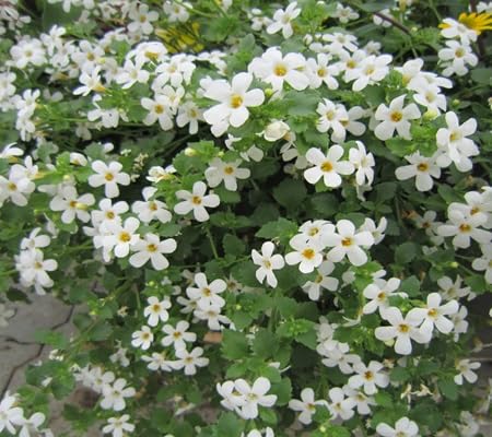 Hyssop Flower - Heirloom, Non - Gmo Seeds