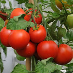 Rubys German Green-Pomodoro Seeds for Rare, Heirloom Tomatoes