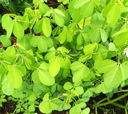 Chepil Longirostrata - Heirloom, Non - Gmo Seeds