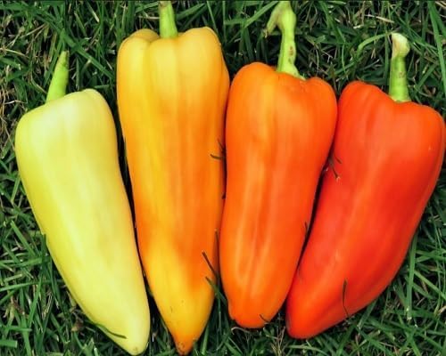 Mixed Sweet Pepper - Heirloom, Non - Gmo Seeds