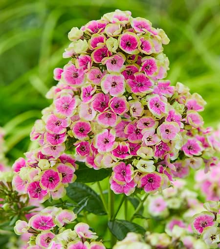 Pink White Phlox Flower - Heirloom, Non - Gmo Seeds