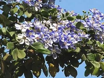 Blue Lignum Vitae Flower Planting Seeds for Garden NON GMO Seeds Dhara Seeds