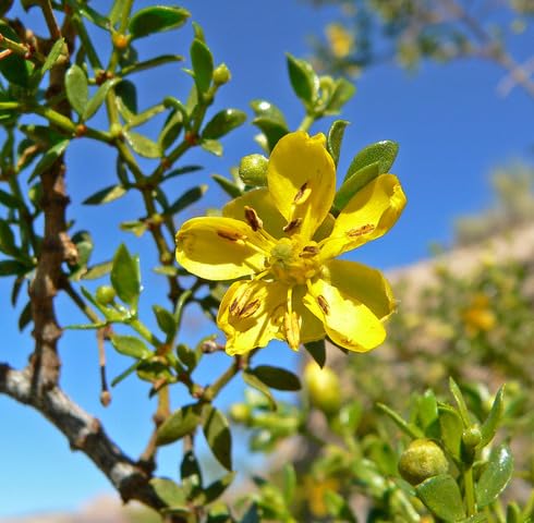 Yellow Larrea Tridentata Flower - Heirloom, Non - Gmo Seeds