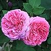 Heirloom Pink Damask Rose Seeds for Flower Bushes