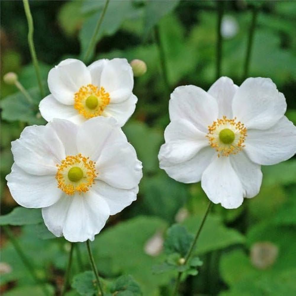 Anemone – Anemone coronaria – for planting in flower bed and urban garden