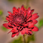 Heirloom Non-GMO Red Chrysanthemum Flower Seeds for Planting – Bold Autumn Garden Blooms for planting in your garden.