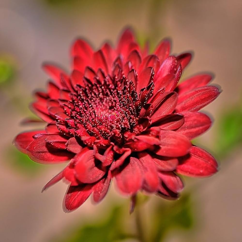 Heirloom Non-GMO Red Chrysanthemum Flower Seeds for Planting – Bold Autumn Garden Blooms for planting in your garden.
