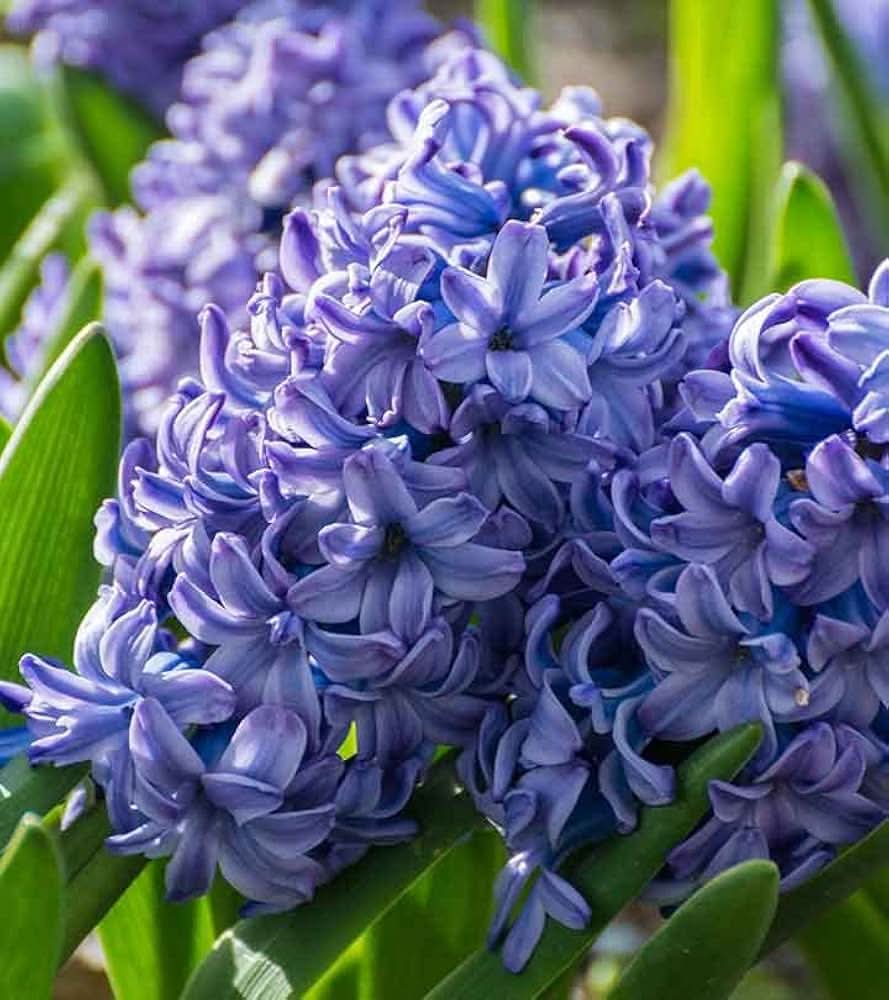 Blue Hyacinth Hyacinthus Orientalis Fragrant Flower Seeds