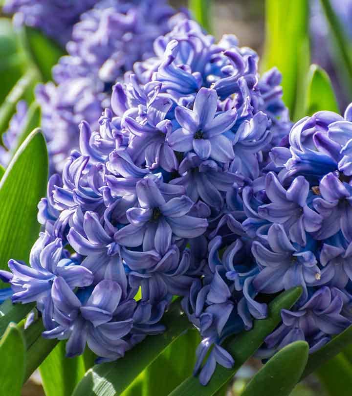 Hyacinthus Blue Flower Seeds for Planting – Organic, Heirloom, Non-GMO Seeds for planting in your garden.