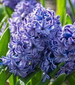 Hyacinthus Blue Flower Seeds for Planting – Organic, Heirloom, Non-GMO Seeds for planting in your garden.