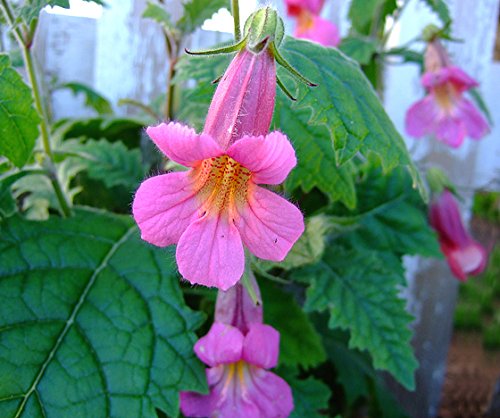 Chinese Fingerhut Rosy Purple Seeds (Rehmannia Angulata) Pcs