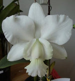 White Cattleya Flower Seeds – Heirloom Non-GMO Fresh Seeds for Garden Planting for planting in your garden.