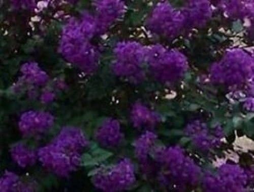 Crape Myrtle Purple Seeds