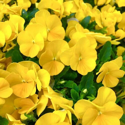 Viola Flower Yellow - Heirloom, Non - Gmo Seeds