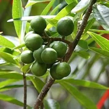 Heirloom Rudraksha Sacred Tree Seeds – Non‑GMO Spiritual Garden Seeds Dhara Seeds