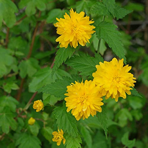 Kerrie Flower Seeds for Planting 100