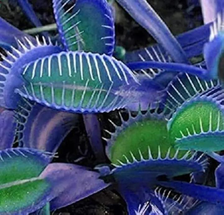 heirloom-blue-green-venus-flytrap-non-gmo-seeds

