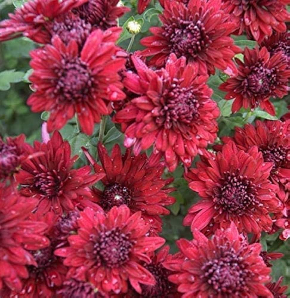 Chrysanthemum Red Morifolium Flower Seeds for Planting in balcony garden containers and home flower beds