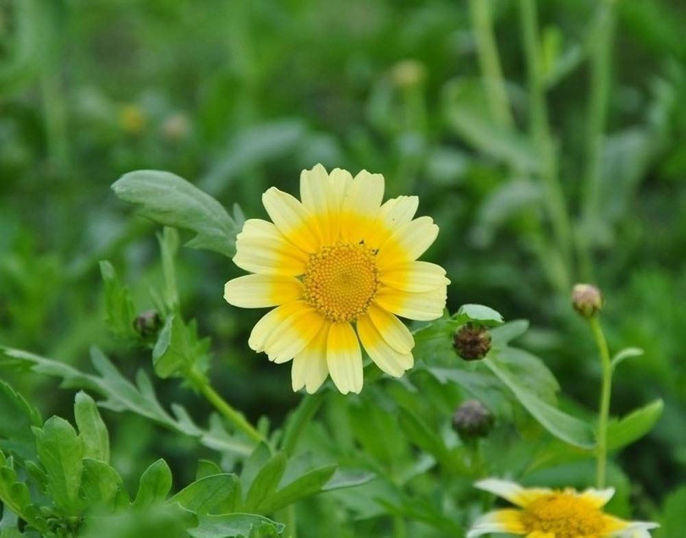 Crown Daisy Chrysanthemum coronarium Seeds for Planting in Home Garden