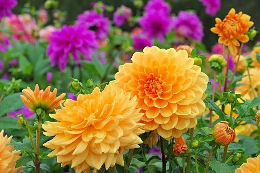 Dahlia Semillas Flower Dahlia spp. Seeds for Planting Yellow