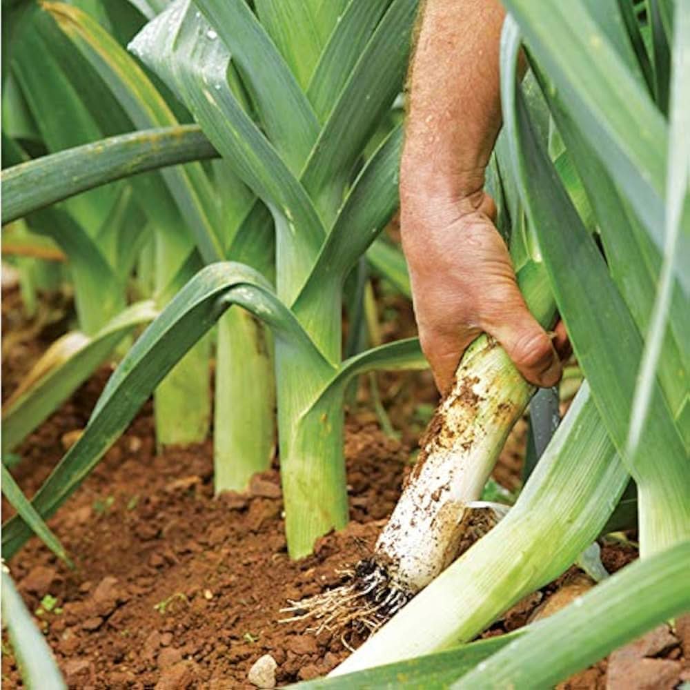 Garlic Leek Onion Allium spp. vegetable seeds mix for kitchen garden planting