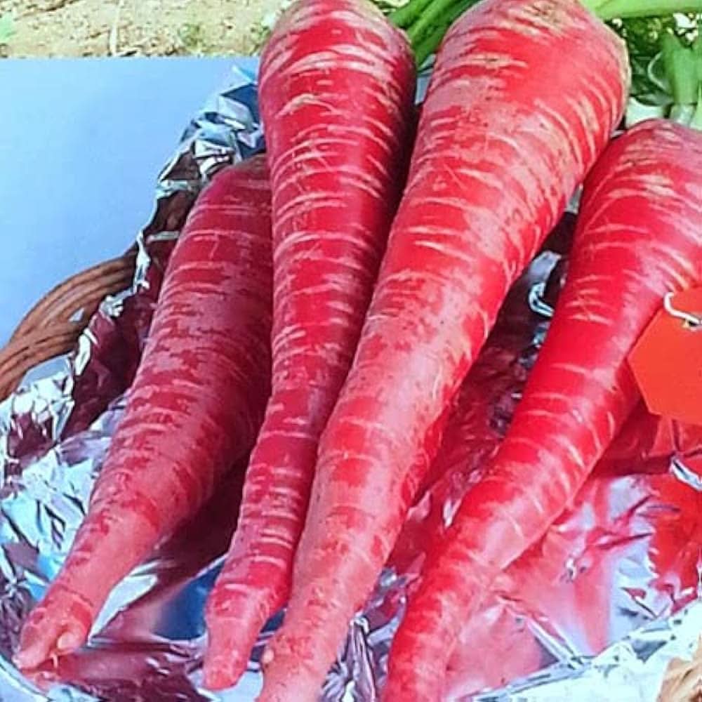 Carrot Pink Vegetable Plant Seeds