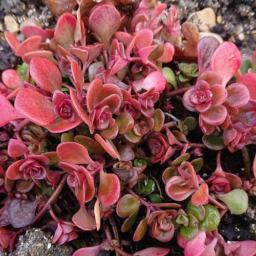 Red Sedum Tetractinum