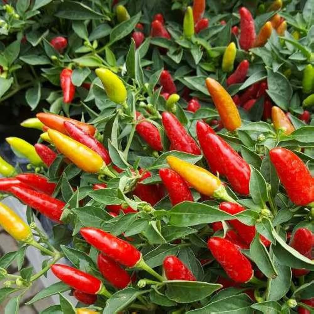 Kashmiri Chili Pepper Vegetable Seeds Capsicum annuum for Spicy Indian Kitchen Garden Planting